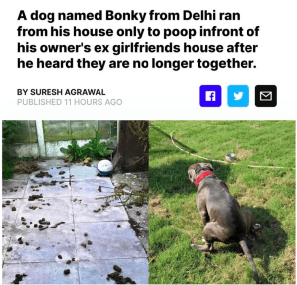 internet liars - Dog - A dog named Bonky from Delhi ran from his house only to poop infront of his owner's ex girlfriends house after he heard they are no longer together. By Suresh Agrawal Published 11 Hours Ago er
