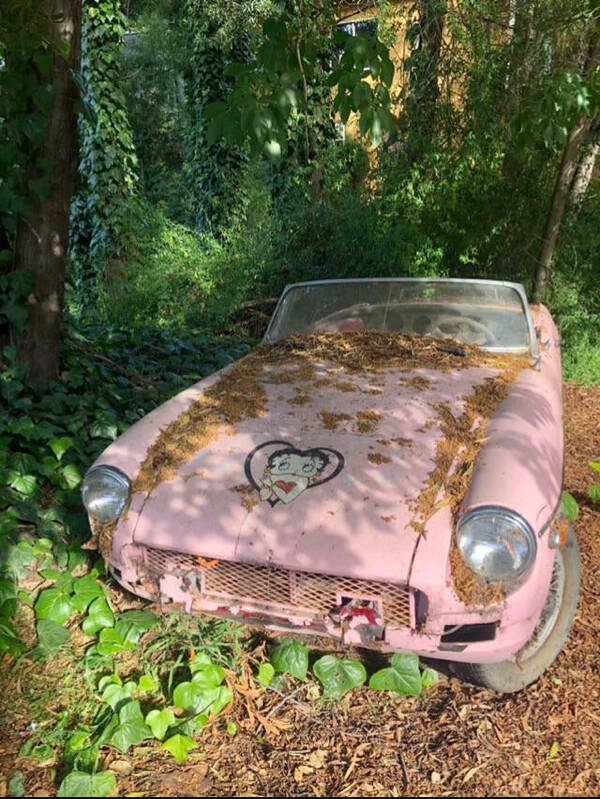 Abandoned car but make it cute (Oakland, CA)