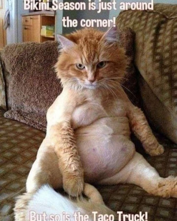 spicey memes - munchkin cat sitting - Bikini Season is just around the corner! But so is the Taco Truck!