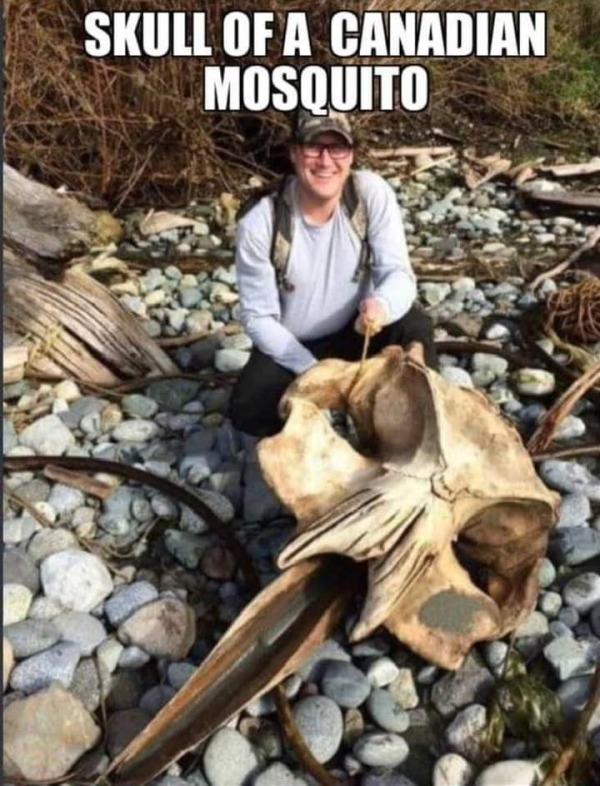 spicey memes - giant mosquitoes in texas - Skull Of A Canadian Mosquito