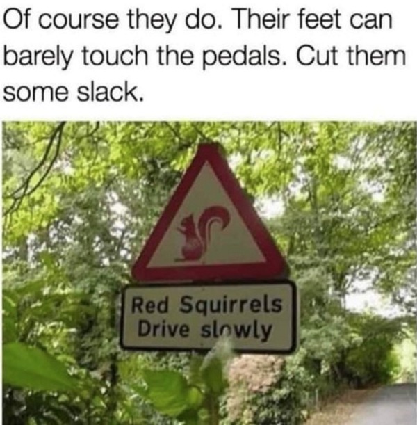 spicey memes - red squirrels drive slowly - Of course they do. Their feet can barely touch the pedals. Cut them some slack. Red Squirrels Drive slowly