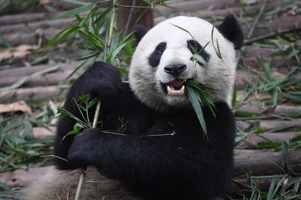 China owns all of the pandas in the world. Even if you see one at the zoo, it’s still owned by China.