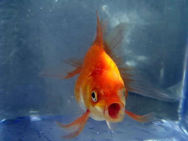 Goldfish can distinguish music by different composers. Scientists played music by Bach and Stravinsky and found that the fish could identify the correct composer about 75% of the time.