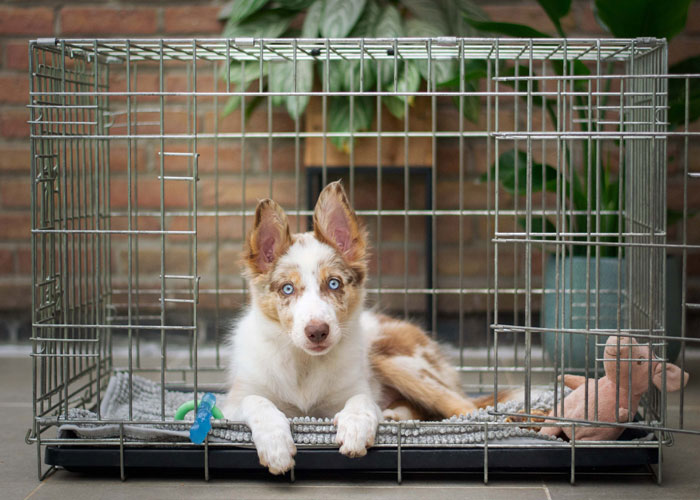 Surprising Industry Secrets - Dog crate