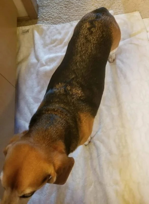 “My dog has a zigzag pattern down the middle of his back.”