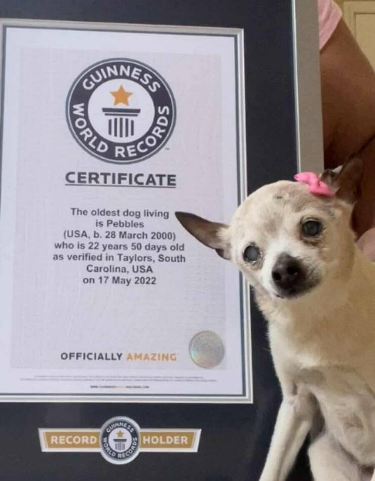 cool and intriguing photos - longest living chihuahua - Guinness World Certificate The oldest dog living is Pebbles Usa, b. who is 22 years 50 days old as verified in Taylors, South Carolina, Usa on Officially Amazing Record Cuinmees Records World Cords H