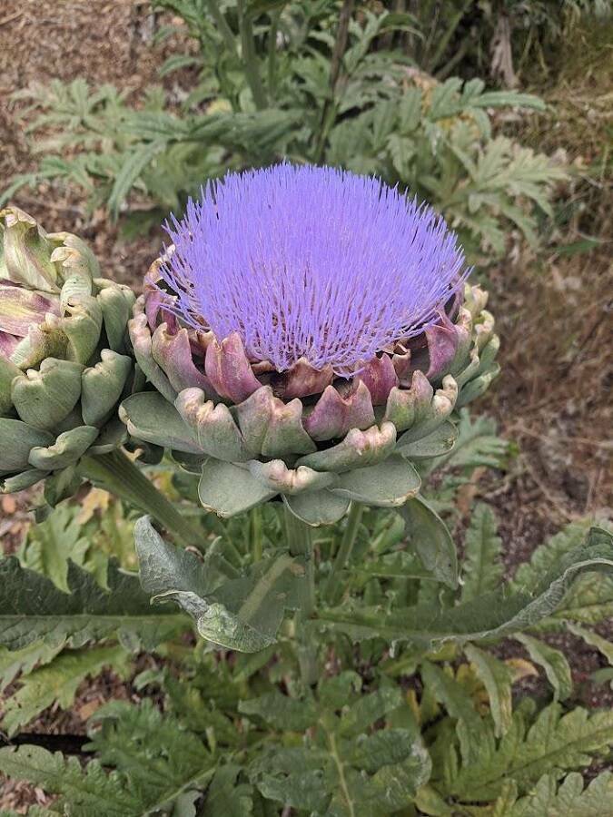 "This is what an artichoke looks like if you let it bloom."