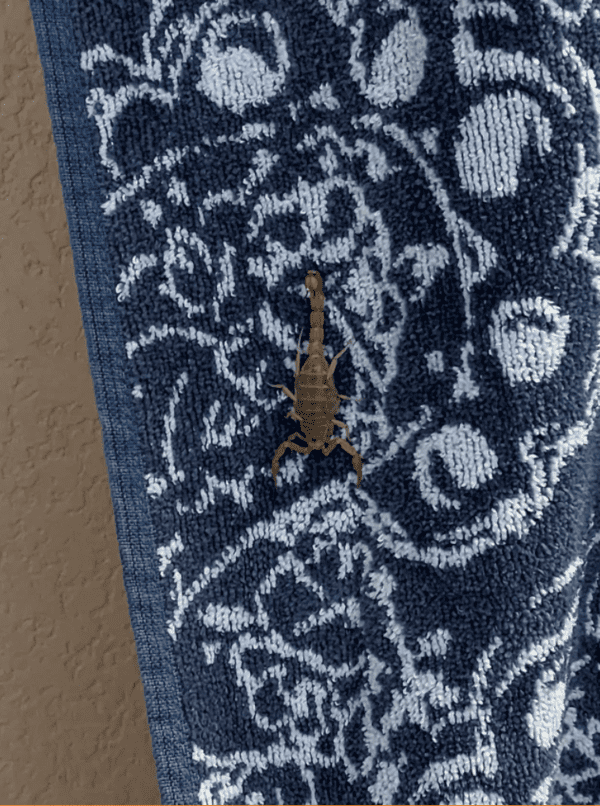 fascinating and terrifying things - scorpion on towel