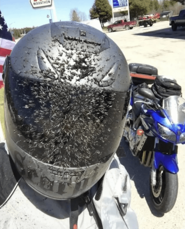 fascinating and terrifying things - mosquito riding a motorcycle - Marathon