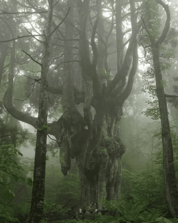 fascinating and terrifying things - 800 year old cedar tree - 403