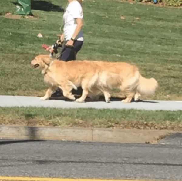 confusing photos - long boy doggo