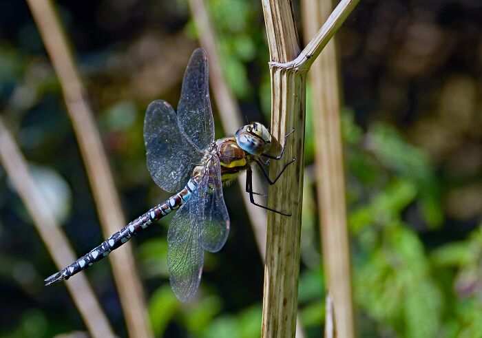 animal facts - dragonfly