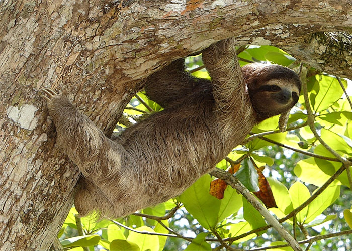 animal facts - sloth free