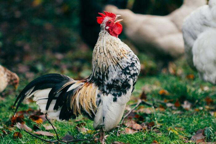 animal facts - rooster crowing
