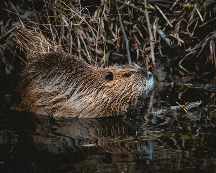 animal facts - hunting beaver red light - Mu