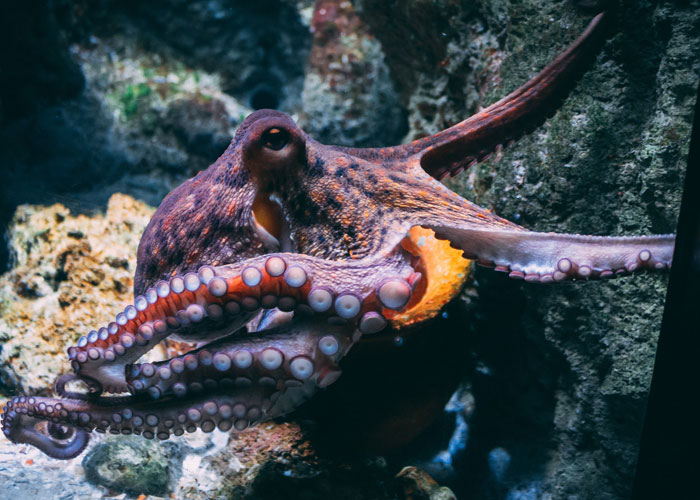 animal facts - octopus sentient