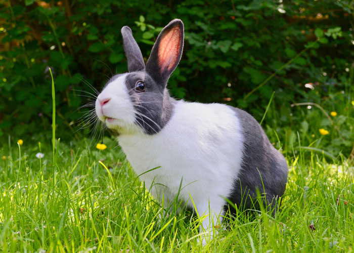 animal facts - rabbit hd