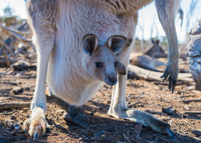 animal facts - kangaroo pouch