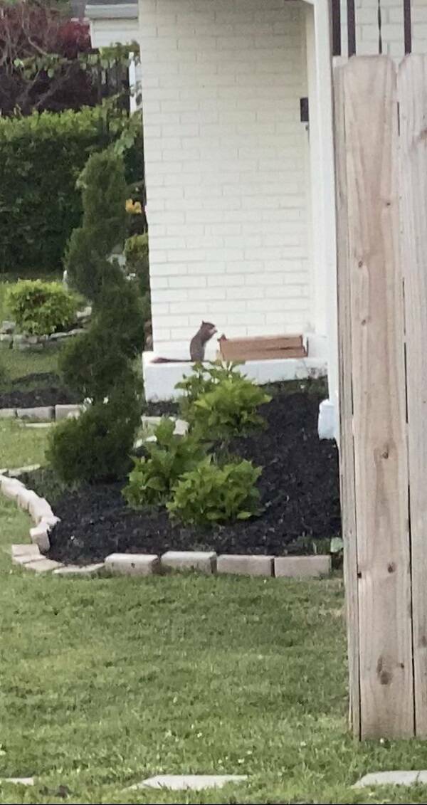 "Passed by this squirrel eating someone’s pizza"