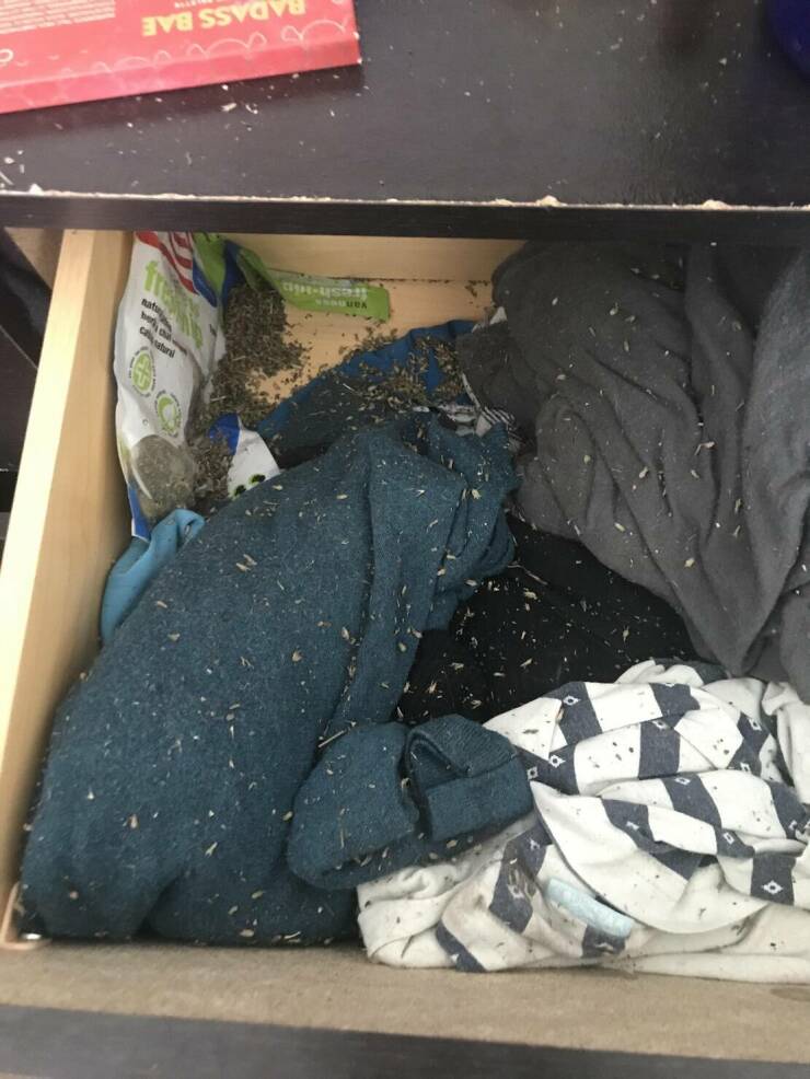 "Went out for the night and forgot my drawer open, cats found the stash, entire room’s now glittered in catnip"