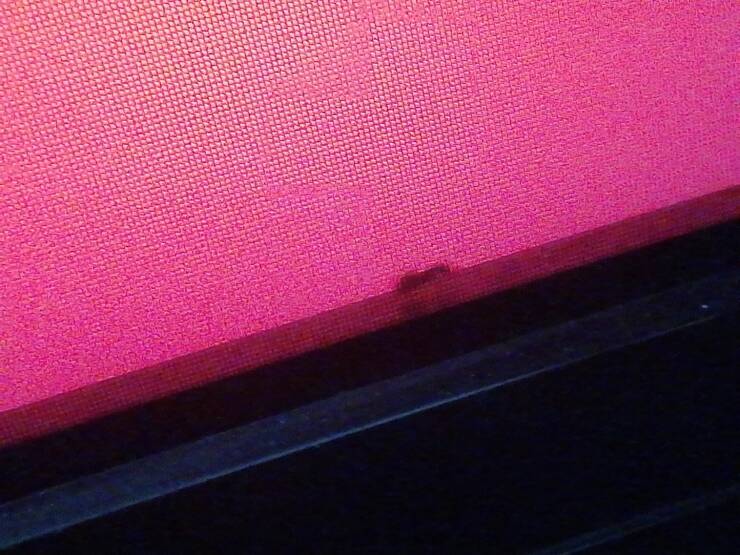 "Say hello to Anthony, the ant behind my TV screen."