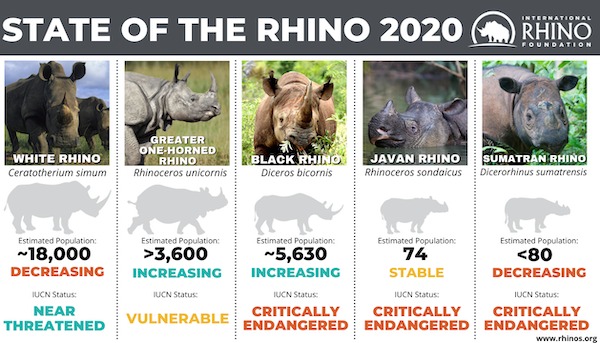 helpful guides - infographics - rhino species - International State Of The Rhino 2020 Rhino Foundation White Rhino Ceratotherium simum Greater OneHorned Rhino Rhinoceros unicornis Black Rhino Diceros bicornis Javan Rhino Rhinoceros sondaicus Sumatran Rhin