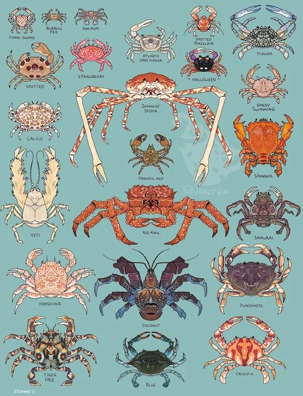 helpful guides - infographics - pattern - Coral Guard Spotted Calico Yeti Burrow Pea Horsehair Como Tiger Face Stephne T Pom Pom Strawberry Atlantic Sand Fiddler Japanese Spider Graceful Help Rad King Coconut Blue Spotted Porcelain Halloween Quailtea Flow