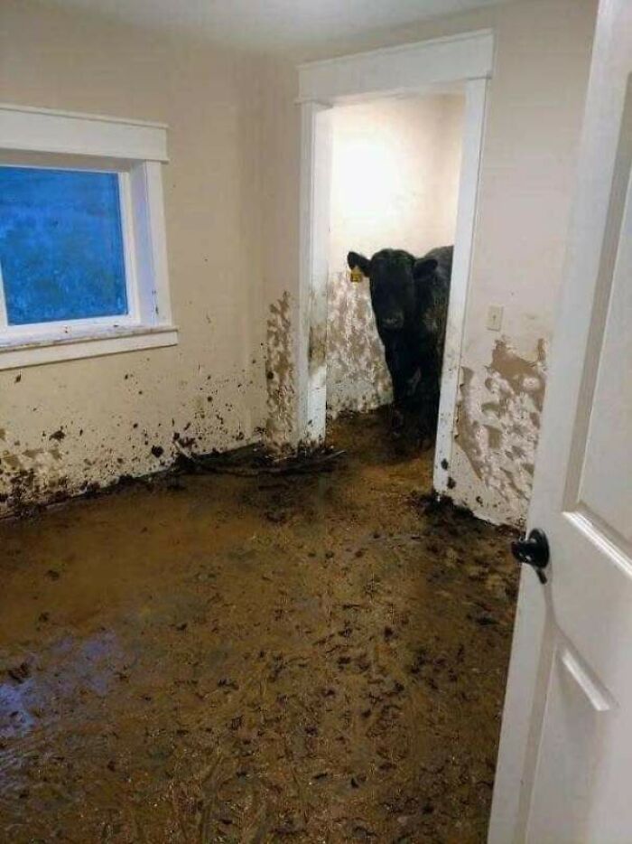 cursed images - wtf pics - cows break into house