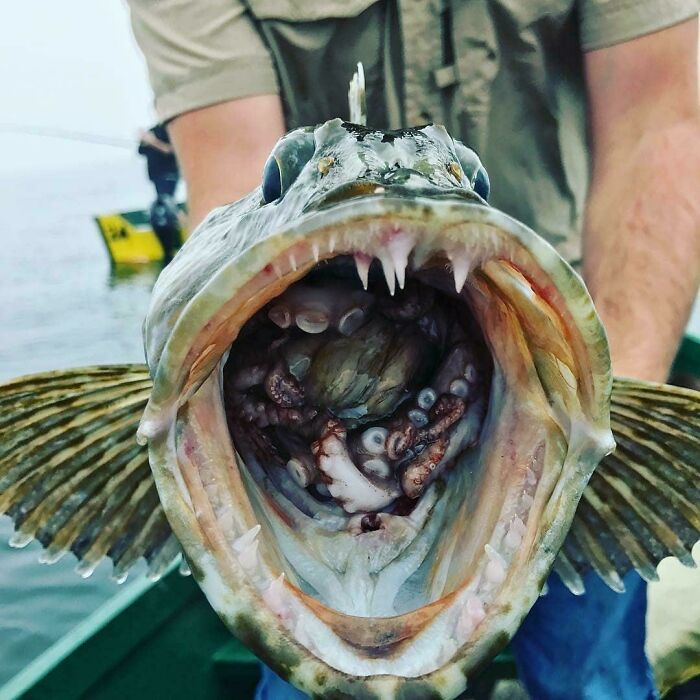 cursed images - wtf pics - angler fish inside mouth