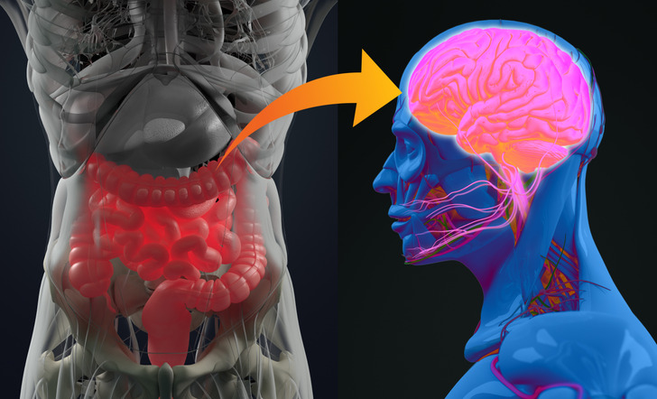 The human microbiome, also known as the gut environment, is an ecosystem made of various bacteria that have co-evolved with humans to benefit both the host and the bacteria. This bacterium is known to influence human psychology since it contains a profound number of chemicals that are used by our neurons to communicate and regulate mood, like dopamine and serotonin. Speaking of which, 95% of the body’s supply of serotonin is produced in the gut.