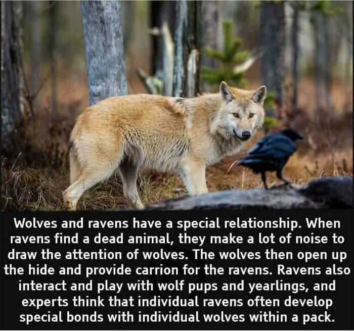 ravens and wolves - Wolves and ravens have a special relationship. When ravens find a dead animal, they make a lot of noise to draw the attention of wolves. The wolves then open up the hide and provide carrion for the ravens. Ravens also interact and play