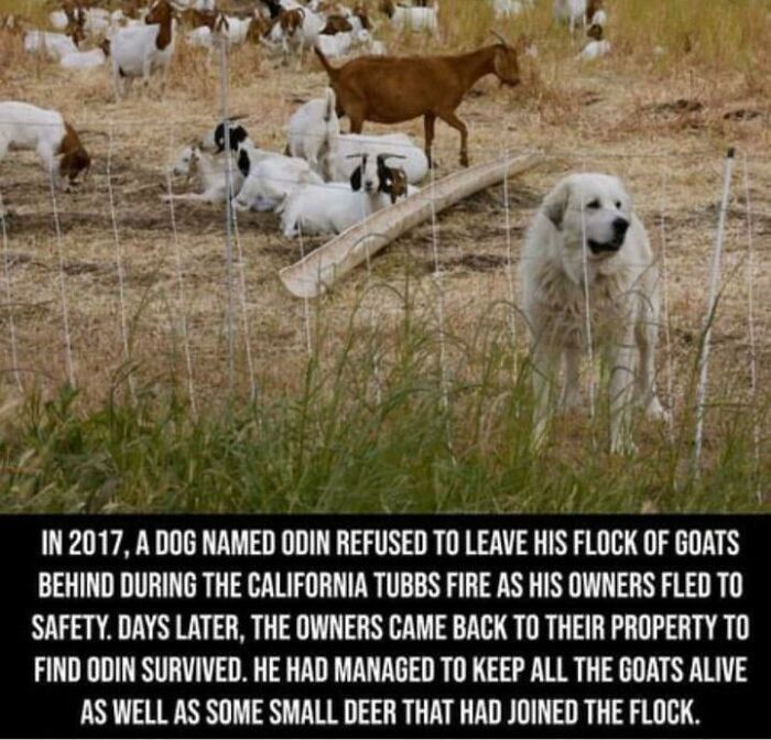 odin dog - In 2017, A Dog Named Odin Refused To Leave His Flock Of Goats Behind During The California Tubbs Fire As His Owners Fled To Safety. Days Later, The Owners Came Back To Their Property To Find Odin Survived. He Had Managed To Keep All The Goats A