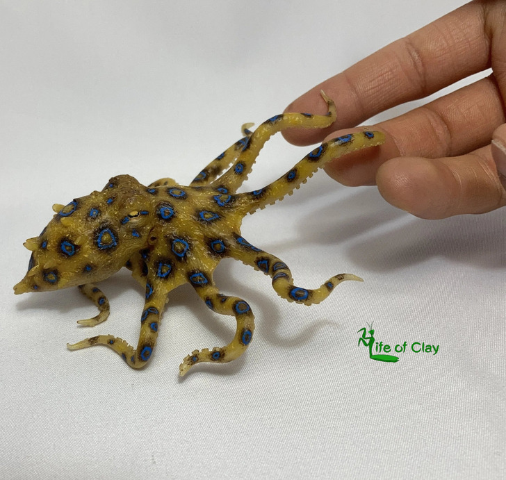 science pics and cool things - amphibian - ife of Clay