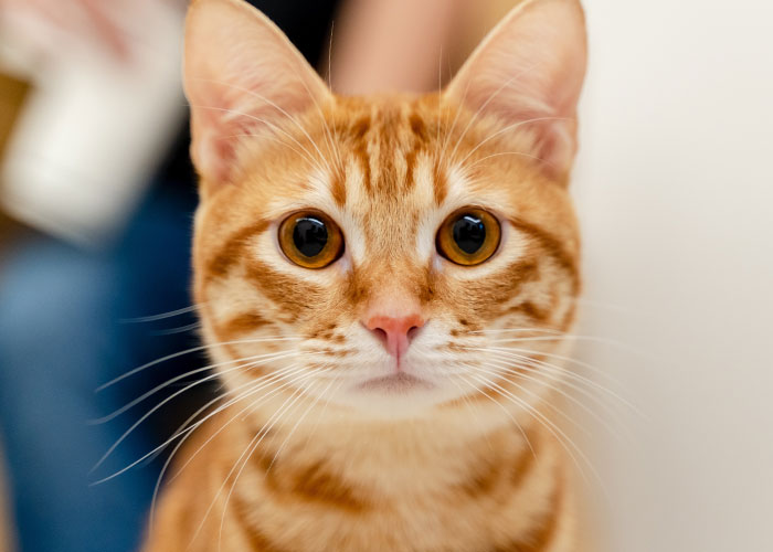 crazy statistics - orange cat
