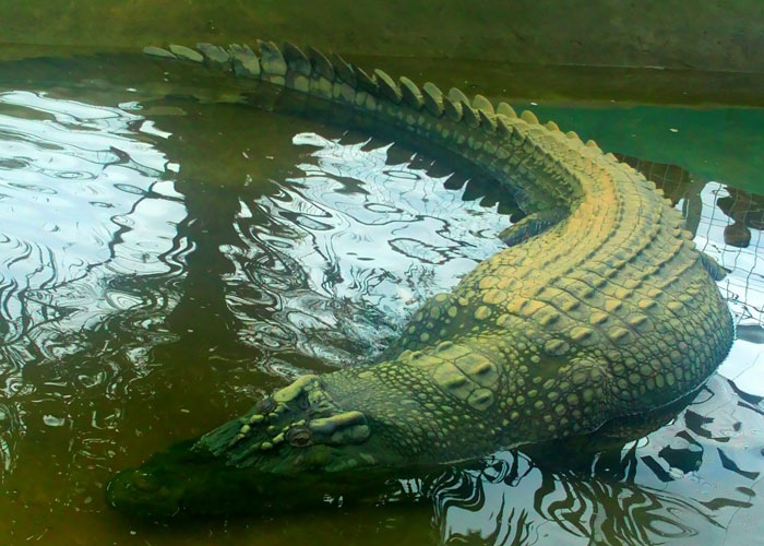 crazy statistics - american alligator