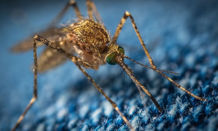 The London Underground has its own subspecies of mosquito that lives exclusively in the stations and tunnels