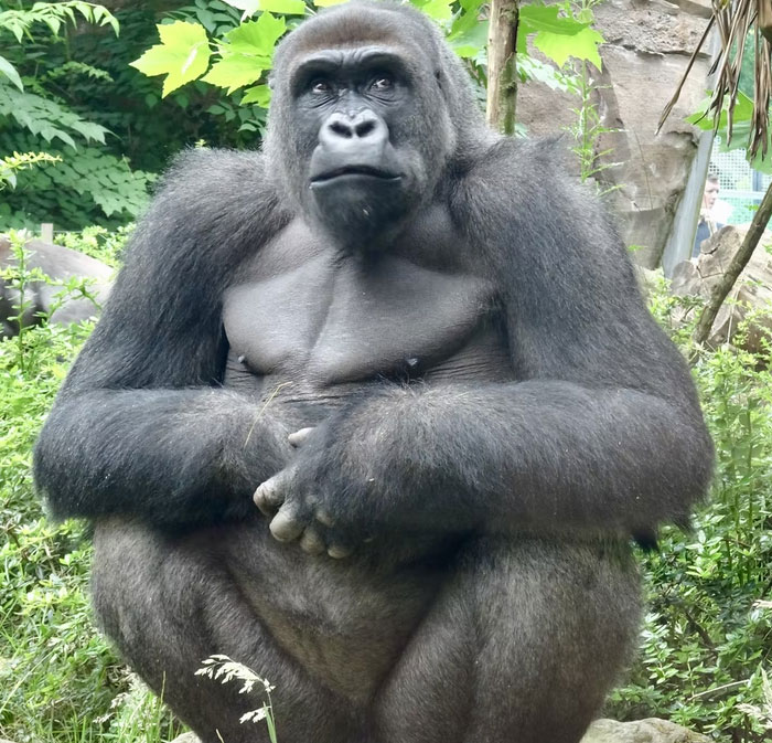 that Harambe’s mother, only full brother, and two of his half siblings were killed when a tub of wet chlorine tablets was left by a space heater. The toxic fumes were blown into the gorilla enclosure and killed the four gorillas