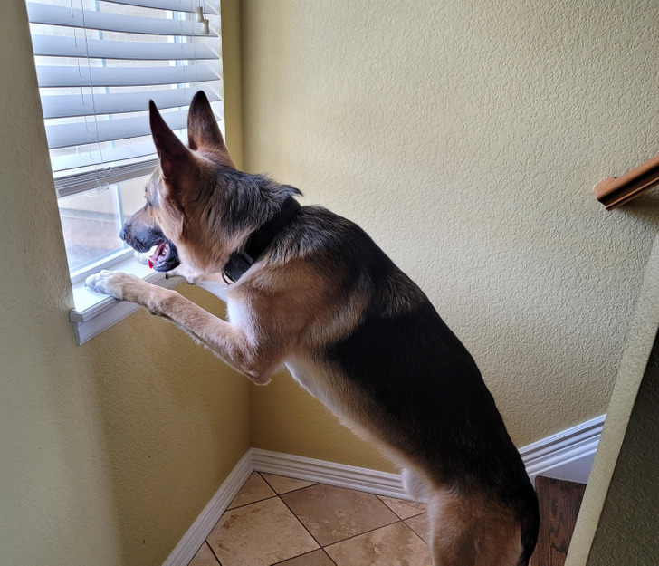 Getting a dog is one of the most effective ways to deter intruders. A barking dog can discourage prospective attackers while also alerting you to any odd behavior on your property. Most burglars are after a conflict-free robbery. So once they know that there’s a dog, they might just back off.