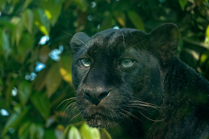 A work colleague coming in the day after a visit to the zoo telling us that panthers aren't really pink.