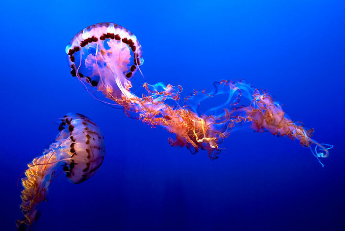 A colleague of mine thought jellyfish were a myth.