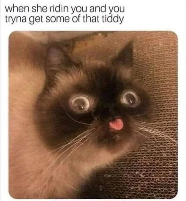 dank and dirty pics - funny cats - when she ridin you and you tryna get some of that tiddy