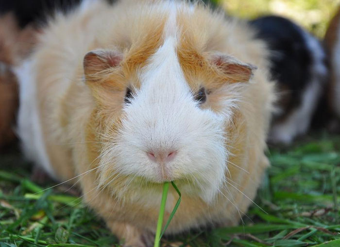 At a Petco all the Guinea pigs were in a big plexi-glass enclosure with a center divider. Boys on one side and girls on the other. An employee decided that all the long haired Guinea pigs should be on one side and short haired on the other. It took forever to sort them out and all the females were pregnant.