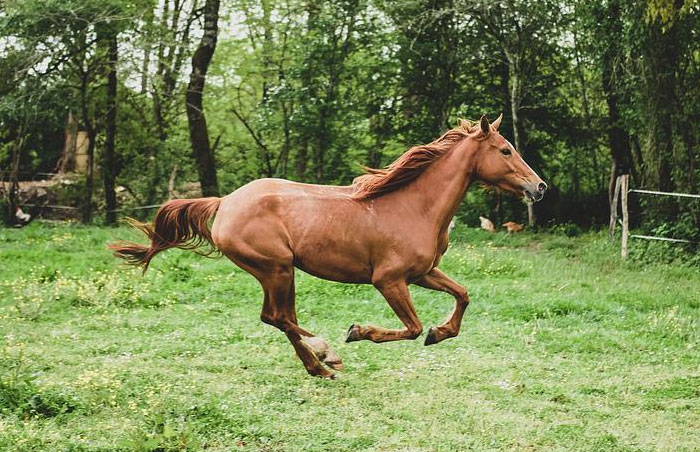 A coworker I had put a 250k horse on the walker and forgot to turn the electricity on.

Horse broke out and went hell for leather across the property and jumped a fence ONTO the pavement.


Thank the gods I had 2 other competent workers with me to catch the animal without serious injury.

A week of ice boots and poultice later and he was perfectly fine.


But that could have gone soooooo wrong soooo fast.