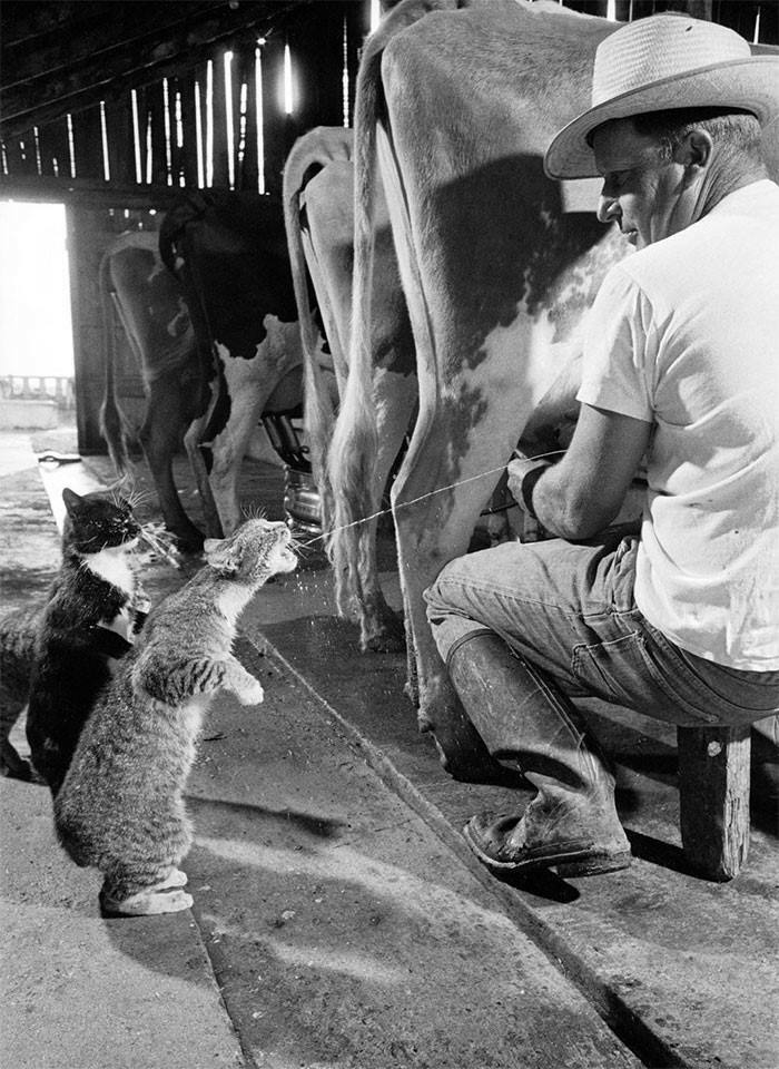 historical pictures - milking cow cat