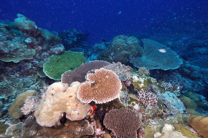 survival tips - coral reef