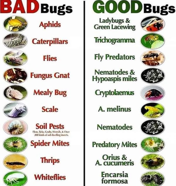 cool charts - infographics - produce - Bad Bugs Aphids O Caterpillars Flies Fungus Gnat Mealy Bug Scale Soil Pests Fleas, Ticks, Grubs, Weevils, & Over 200 kinds of soil dvelling insects. Spider Mites Thrips Whiteflies GOODBugs Ladybugs & Green Lacewing T