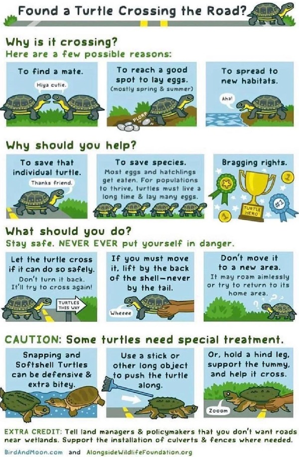cool charts - infographics - do if you find a turtle - Found a Turtle Crossing the Road? Why is it crossing? Here are a few possible reasons To find a mate. To reach a good spot to lay eggs. mostly spring & summer To spread to new habitats. Hiya cutie. Ah