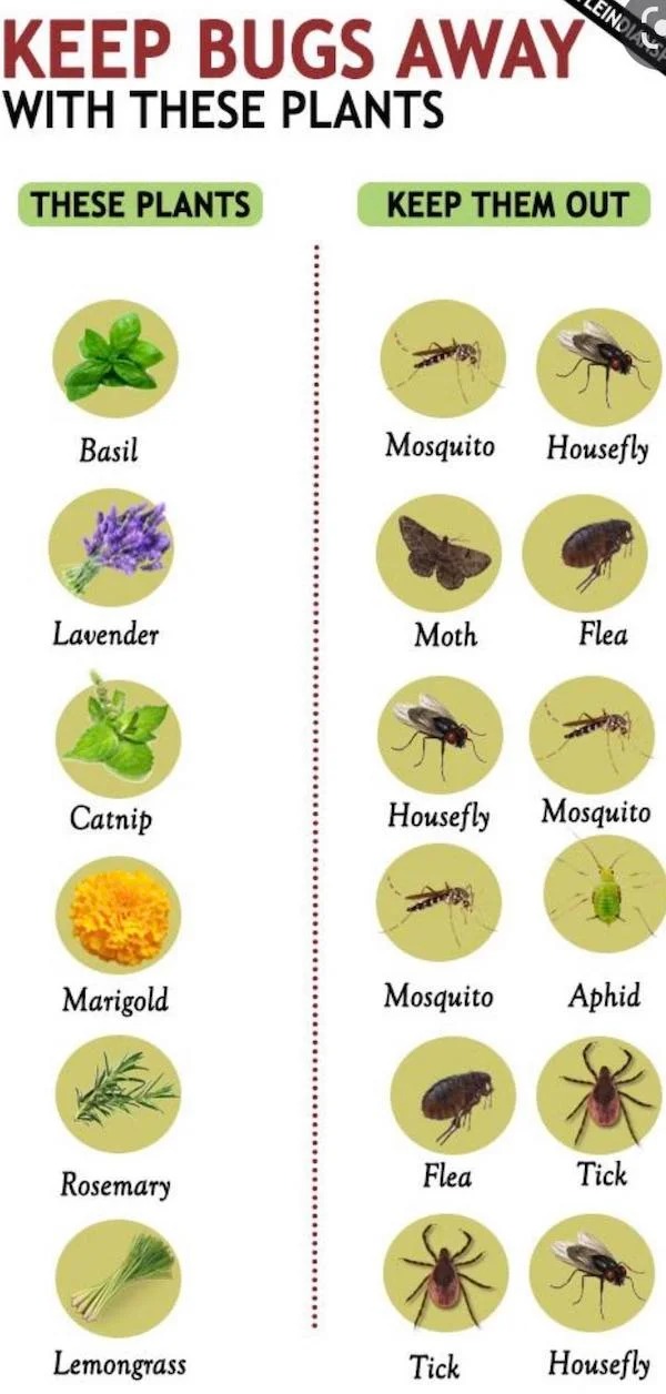 cool charts - infographics - plants that keep bugs away - Eindiansp Keep Bugs Away With These Plants These Plants Keep Them Out Basil Mosquito Housefly Lavender Moth Flea Catnip Housefly Mosquito Marigold Mosquito Aphid Flea Tick Rosemary Lemongrass House