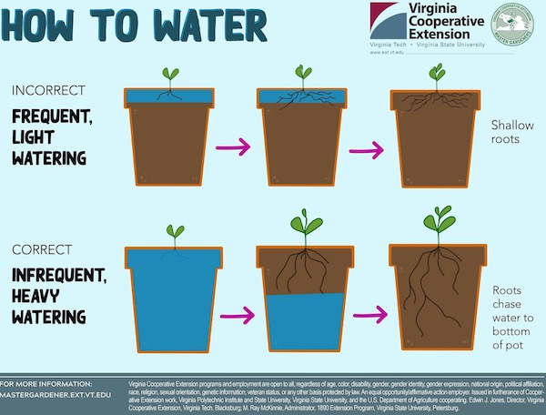cool charts - infographics - cool guides - How To Water Incorrect Frequent, Light Watering Correct Infrequent, Heavy Watering For More Information Mastergardener.Ext.Vt.Edu Virginia Cooperative Extension Virginia Tech Virginia State University Sy En Shall
