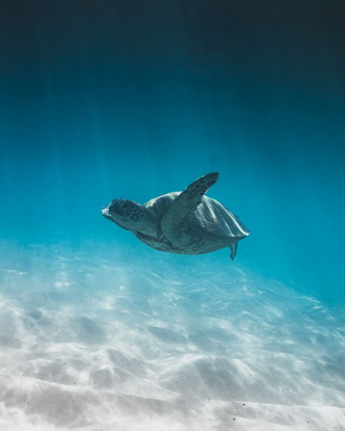 Scuba dive at night. Started feeling a tapping on the back of my head. What exactly could be doing that 30ft under water?

Turned around and was face to face with a Hawksbill turtle. Guess my hair looked like an anemone or jellyfish tendrils, one of its favored foods.